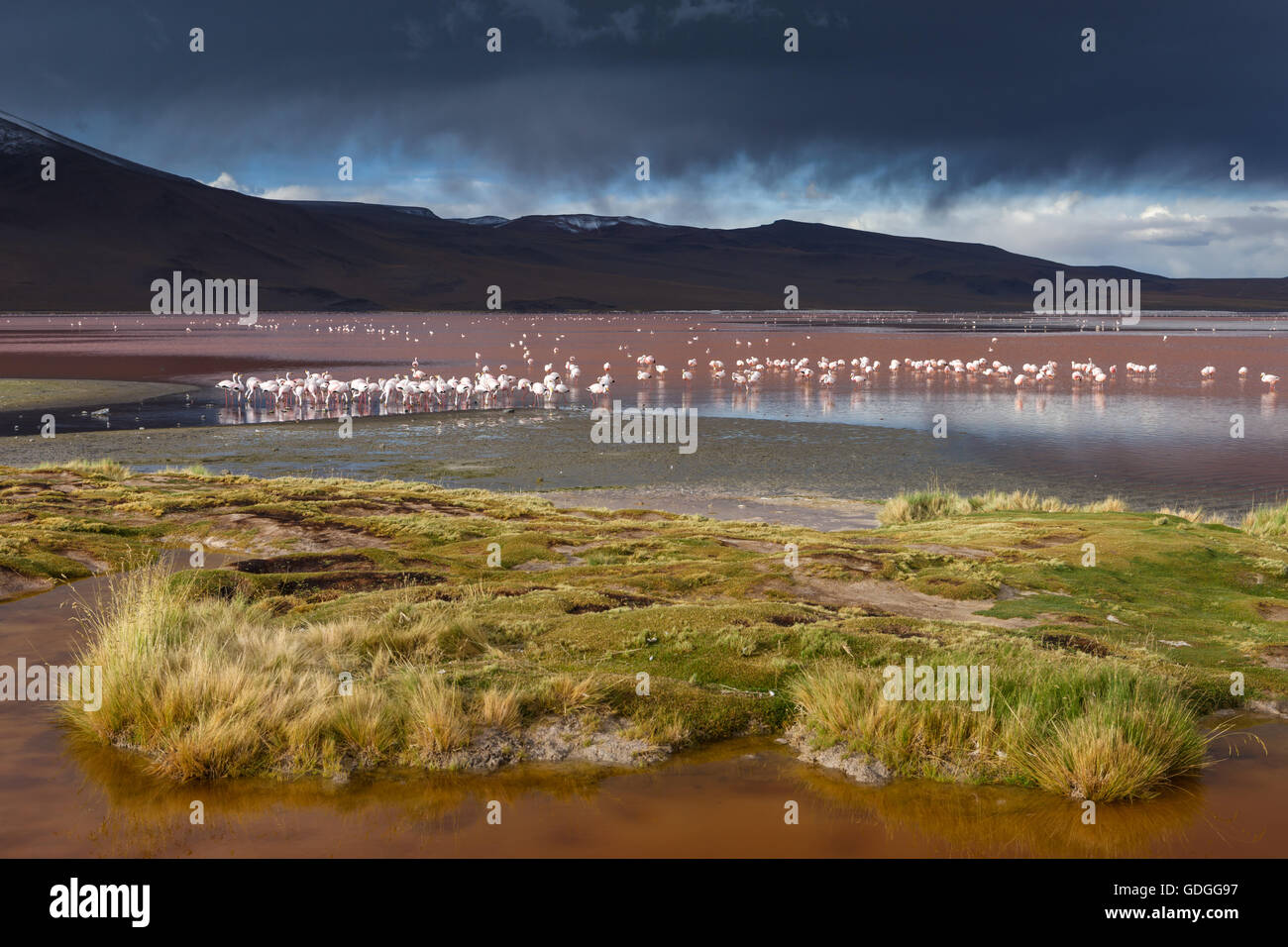 Laguna Colorado,Bolivia,Altiplano,flamingos Stock Photo