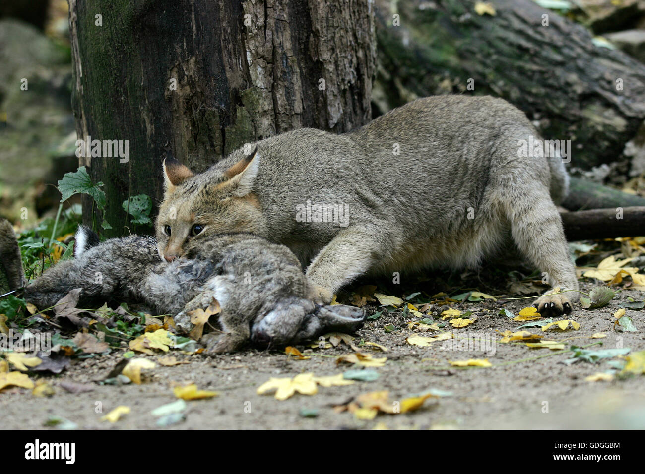 Cat hunting rabbit hi-res stock photography and images - Alamy