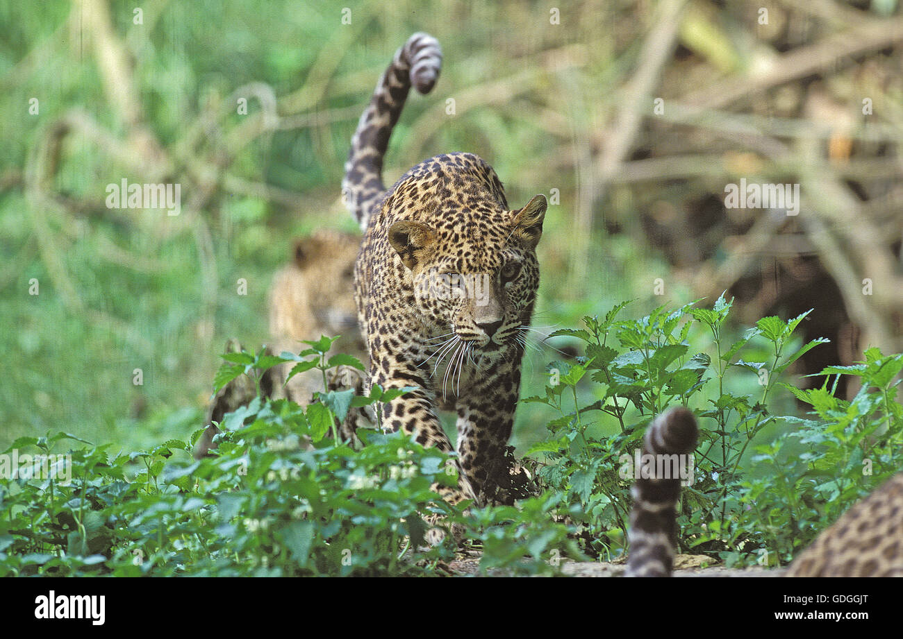LEOPARD panthera pardus, YOUNG WALKING ON GRASS Stock Photo