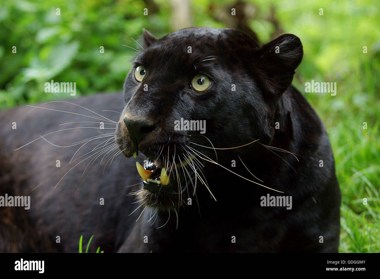 BLACK PANTHER panthera pardus, ADULT WITH OPEN MOUTH Stock Photo - Alamy