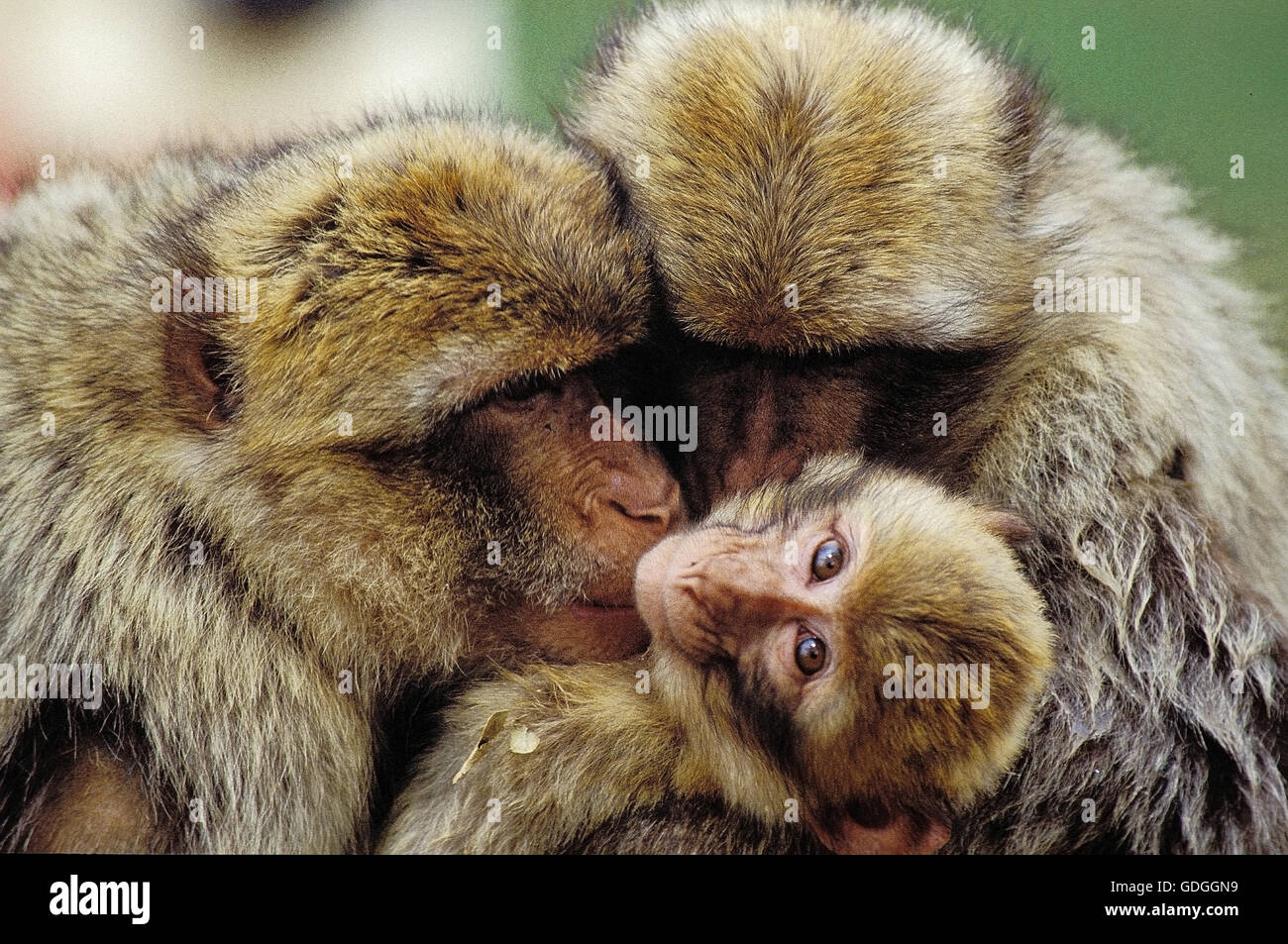 Barbary Macaque, macaca sylvana, Group Grooming Stock Photo