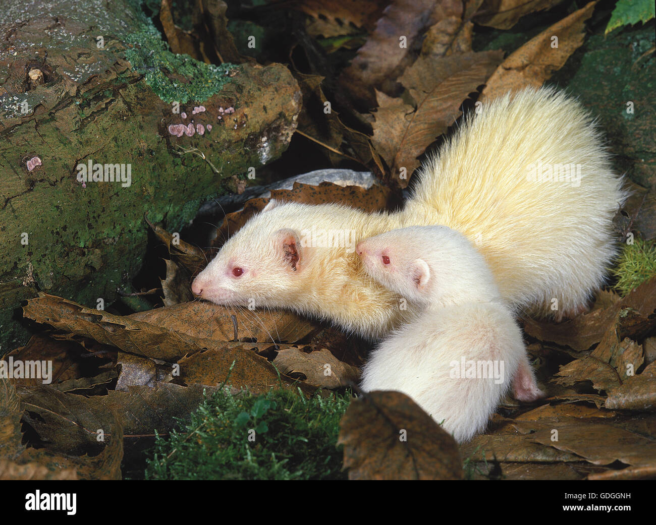 Ferret, mustela putorius furo, Mother with Young Stock Photo