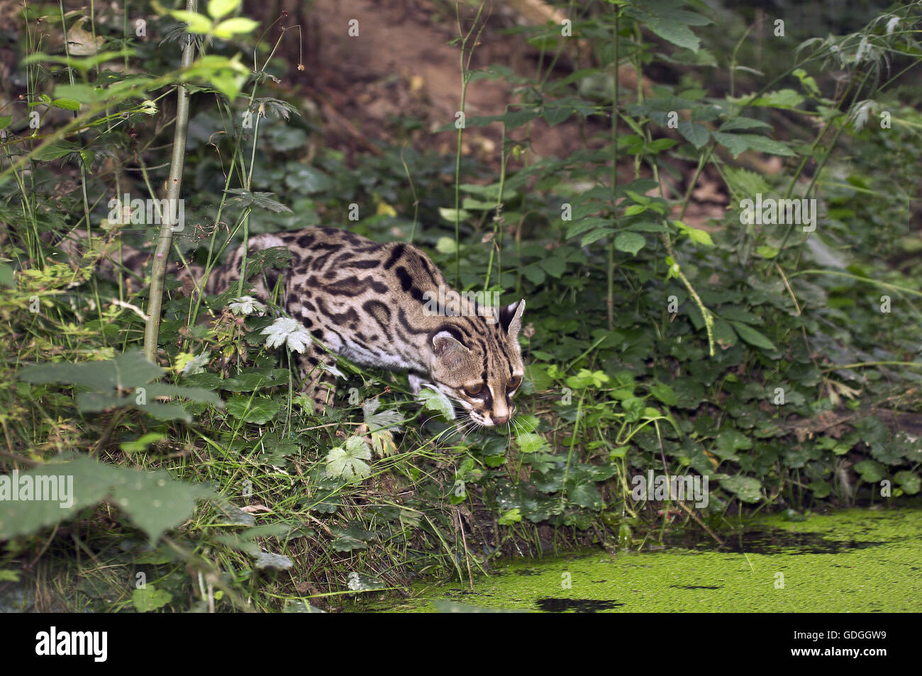 Margay Cat, leopardus wiedi, Adult hunting Stock Photo