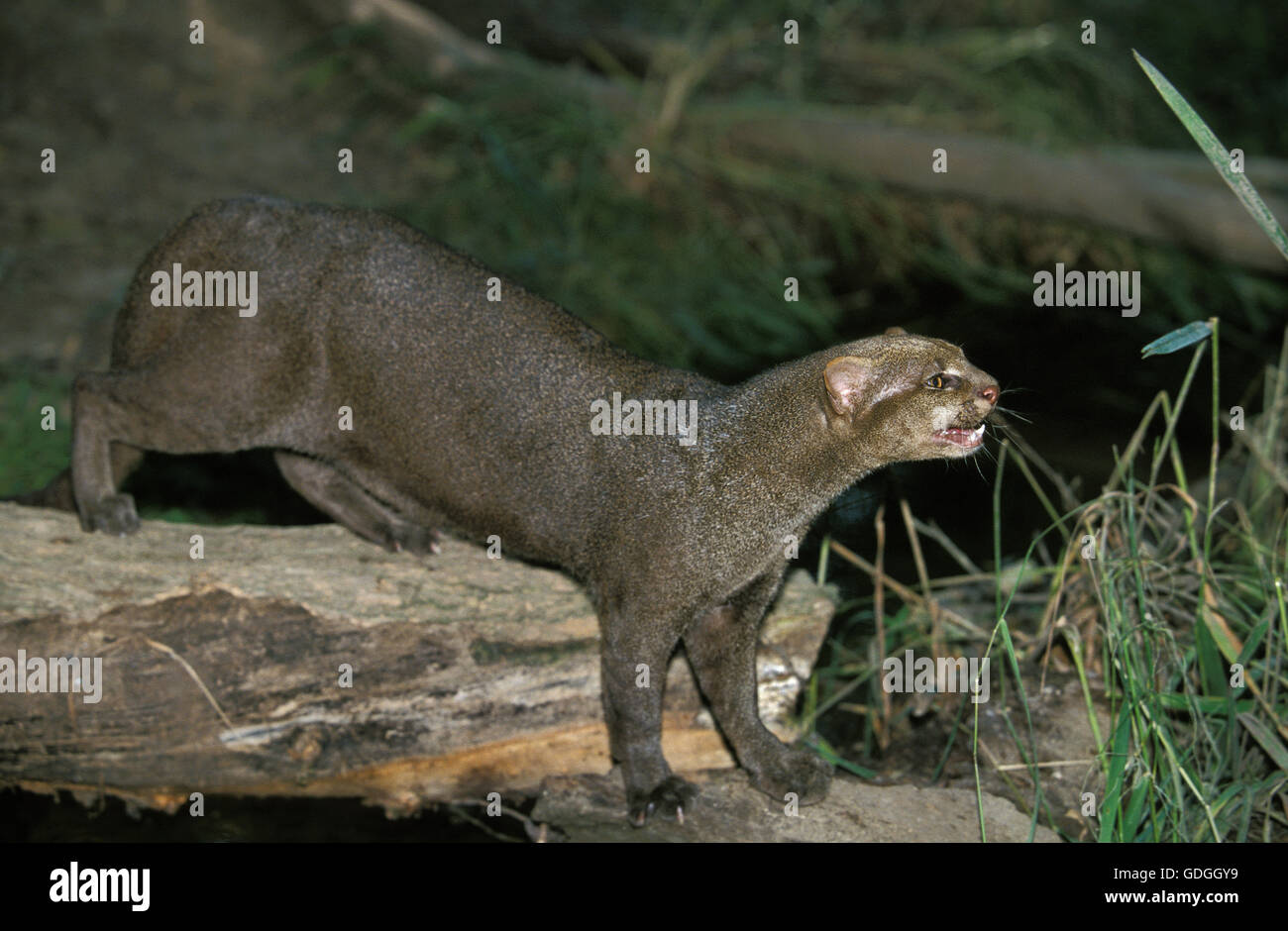 Puma yagouaroundi hi-res stock photography and images - Alamy