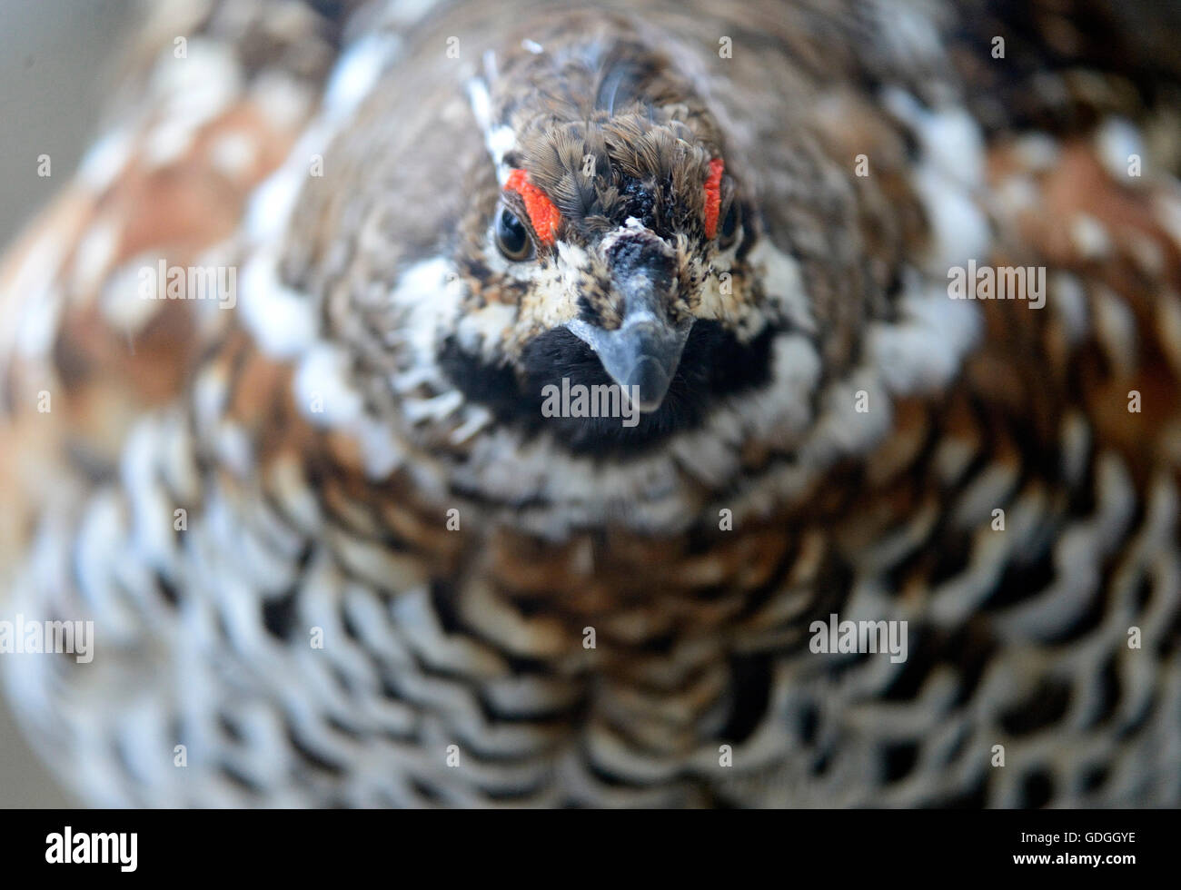 Hazel hen,grouse,forest bird,hazel hens Stock Photo