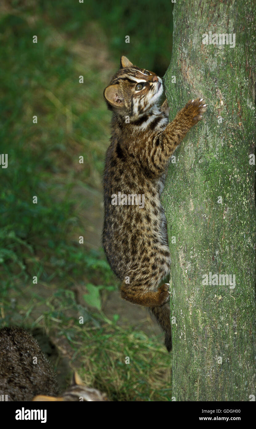 Amur Leopard Cat or Siberian Leopard Cat, prionailurus bengalensis