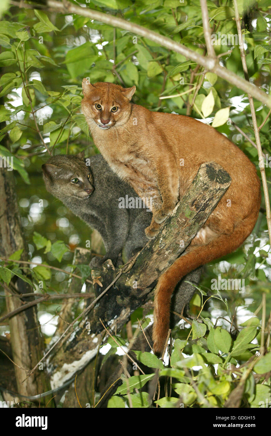 Jaguarundi, herpailurus yaguarondi, Adults on Branch Stock Photo