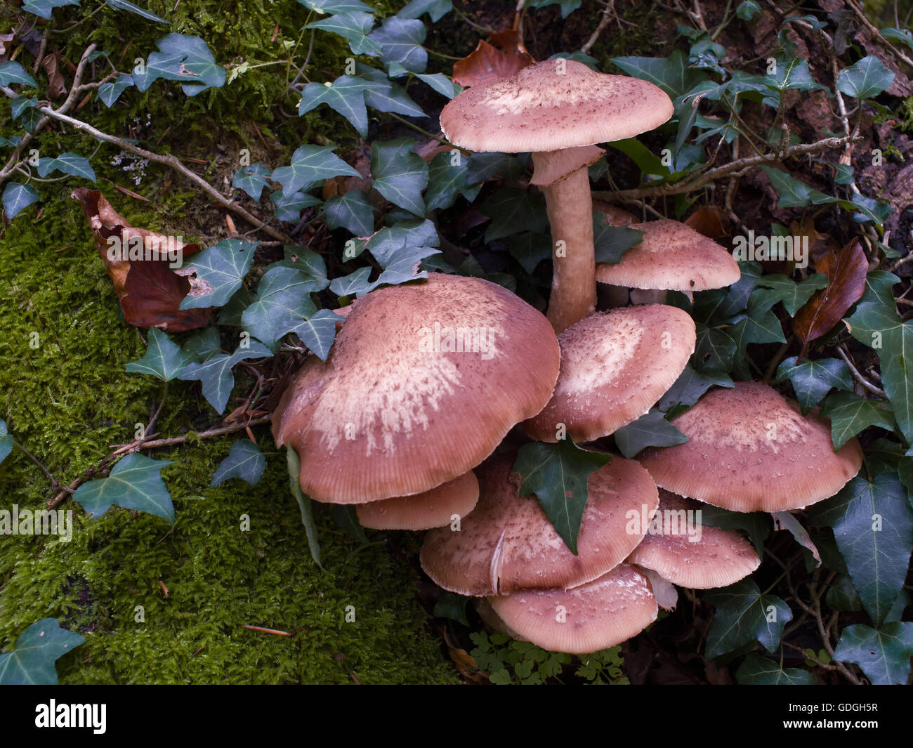 Mushrooms,honey fungus Stock Photo