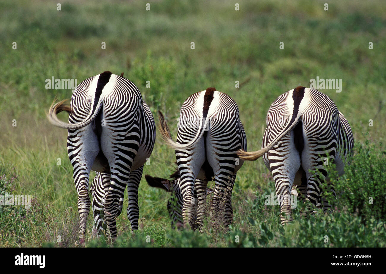 Grevy's Zebra, equus grevyi, Group eating Grass at Samburu Park in Kenya Stock Photo