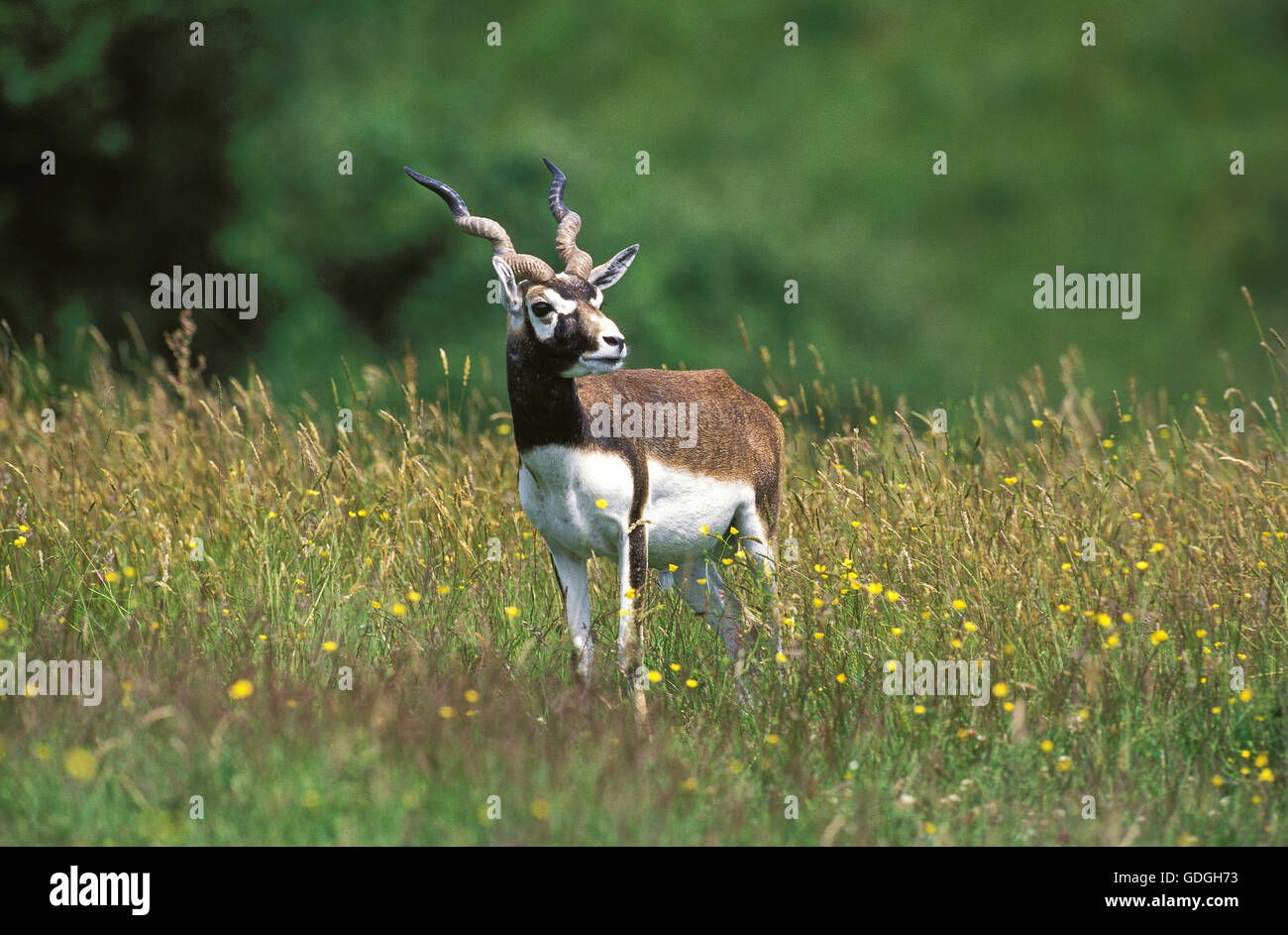 BLACKBUCK ANTILOPE antilope cervicapra, MALE IN LONG GRASS Stock Photo