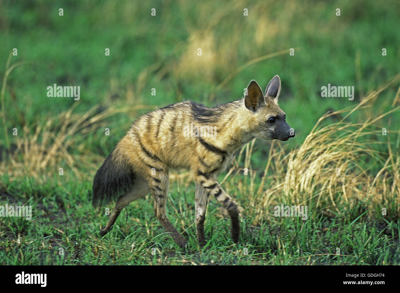 Adult aardwolf proteles cristatus walking on grass in kenya hi-res ...