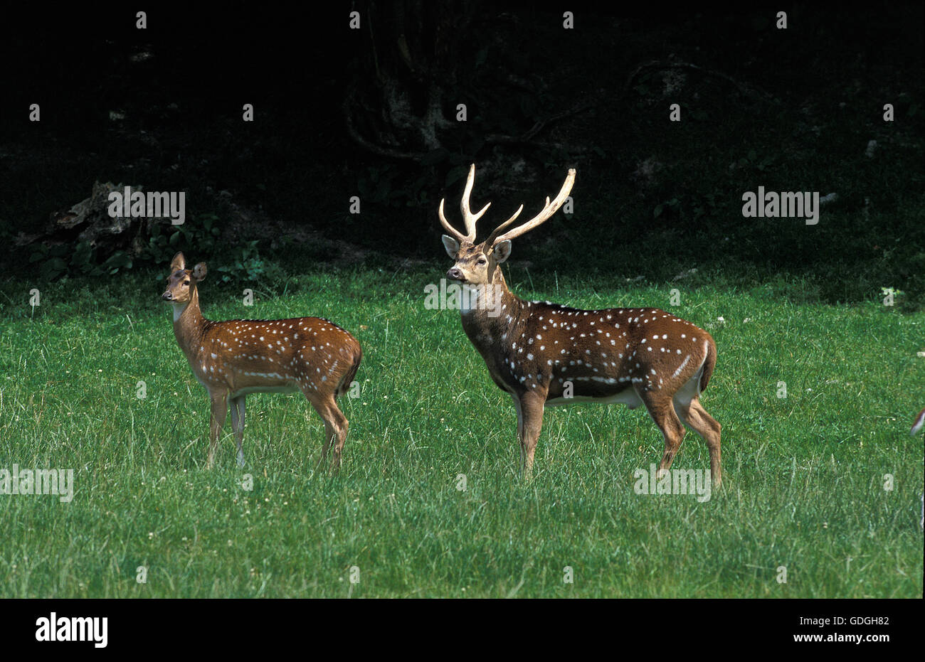 AXIS DEER axis axis, PAIR Stock Photo