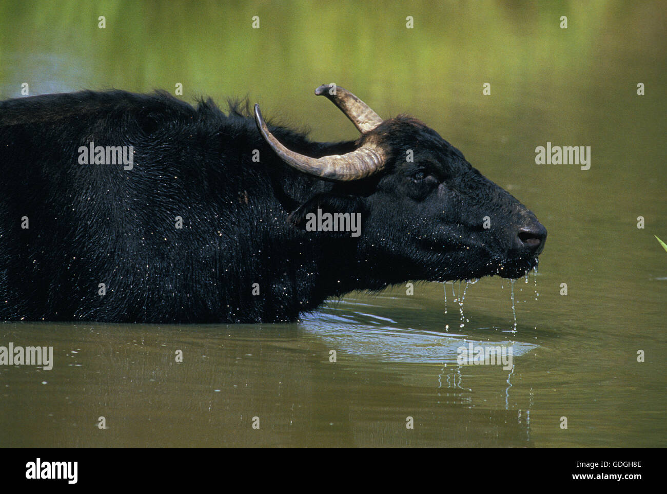 ASIAN WATER BUFFALO bubalus arnee, ADULT IN WATER Stock Photo Alamy
