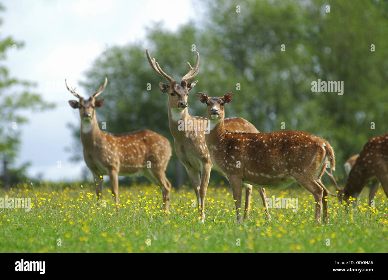 Axis Deer, axis axis, Herd in Flowers Stock Photo