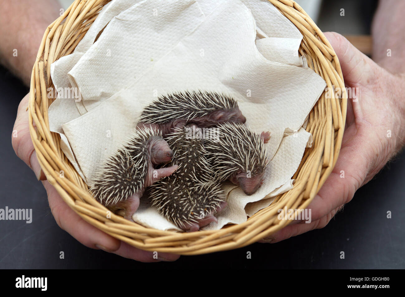 European Hedgehog, erinaceus europaeus, Babies rescued at La Dame Blanche, a Wildlife Protection Center in Normandy Stock Photo