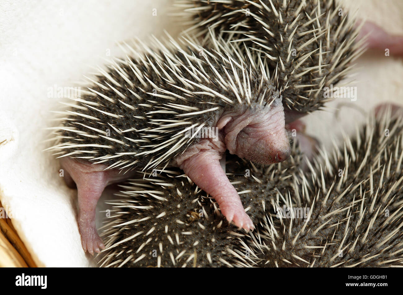 European Hedgehog, erinaceus europaeus, Babies rescued at La Dame Blanche, a Wildlife Protection Center in Normandy Stock Photo