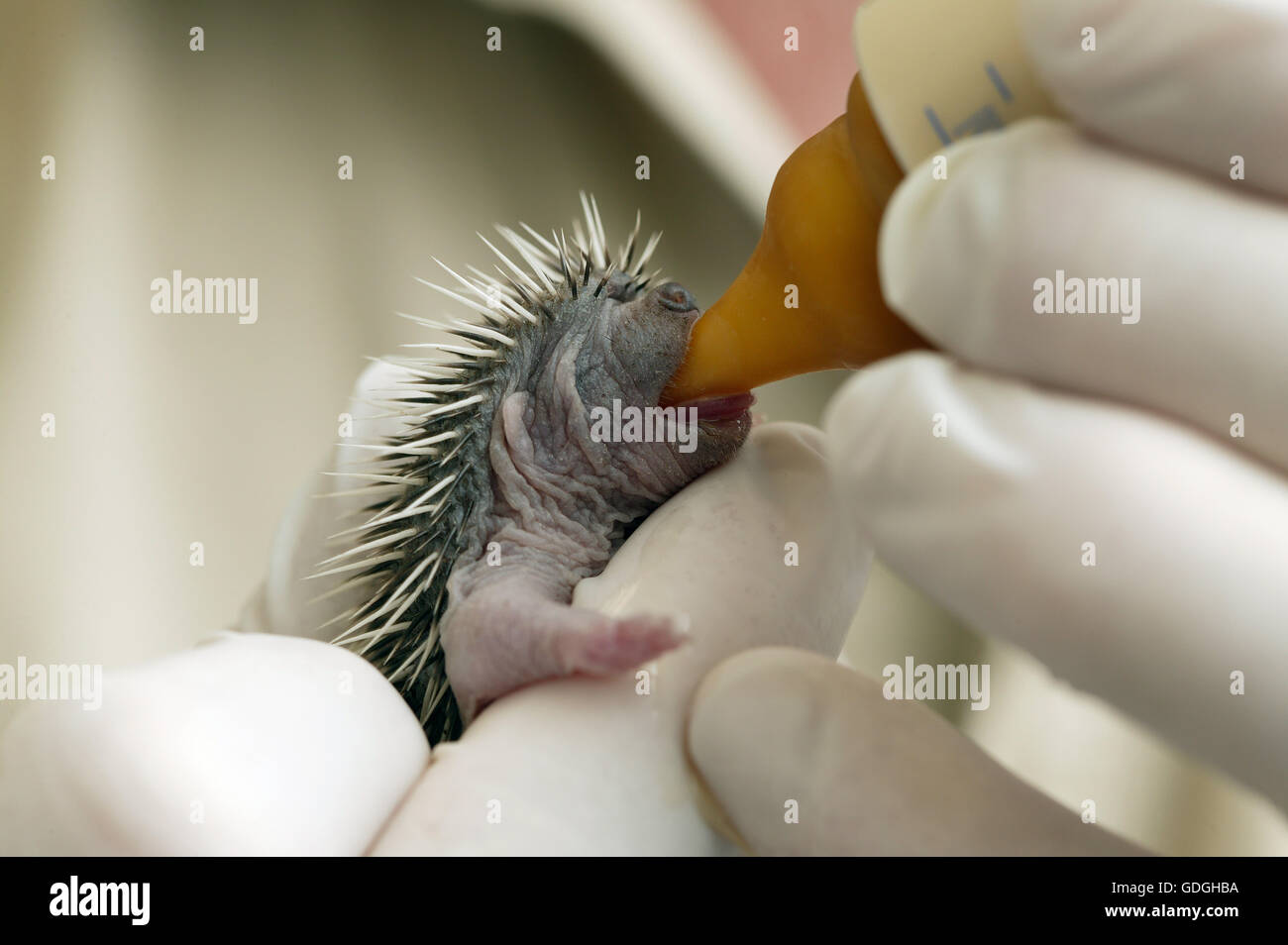 BABY HEDGEHOG RESCUED AT LA DAME BLANCHE, AN ANIMAL PROTECTION CENTER IN NORMANDY, FRANCE Stock Photo