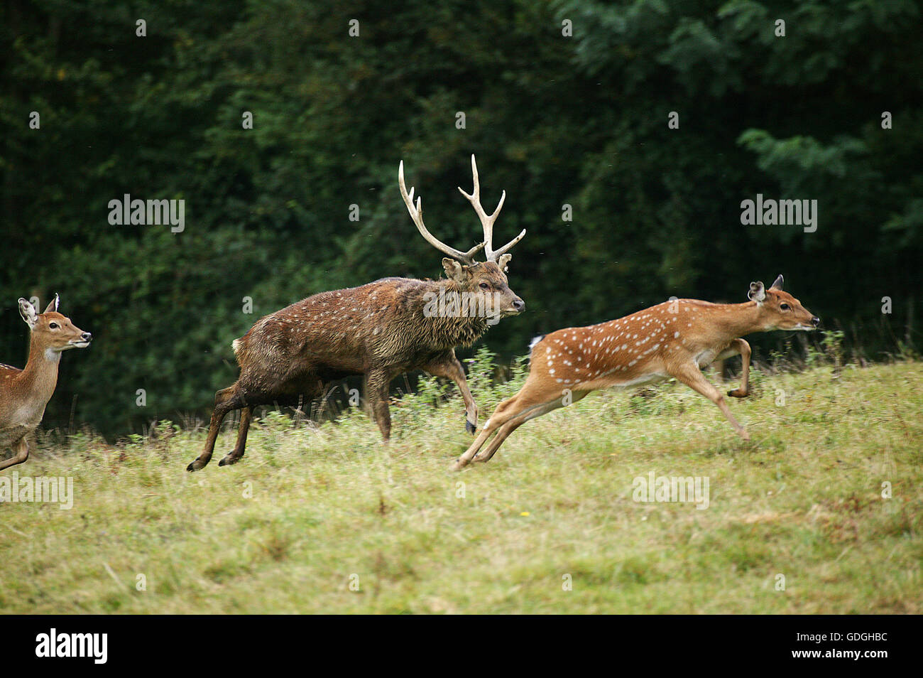 SIKA DEER cervus nippon, MALE AND FEMALES RUNNING Stock Photo