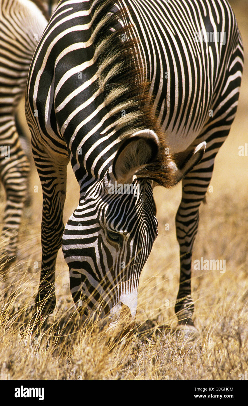Grevy's Zebra, equus grevyi, Samburu park in Kenya Stock Photo