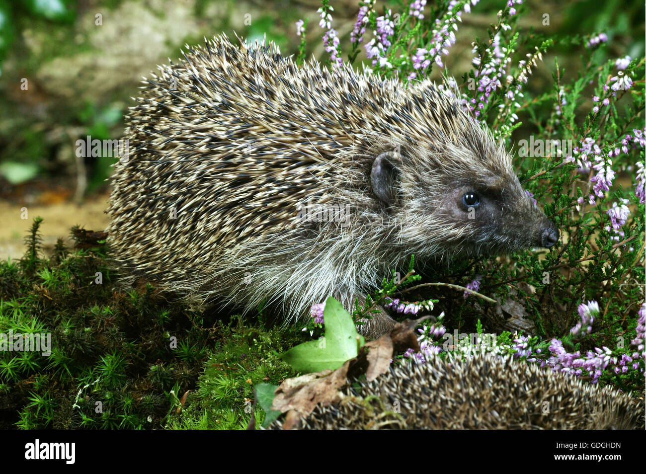 Adult near heaters hires stock photography and images Alamy
