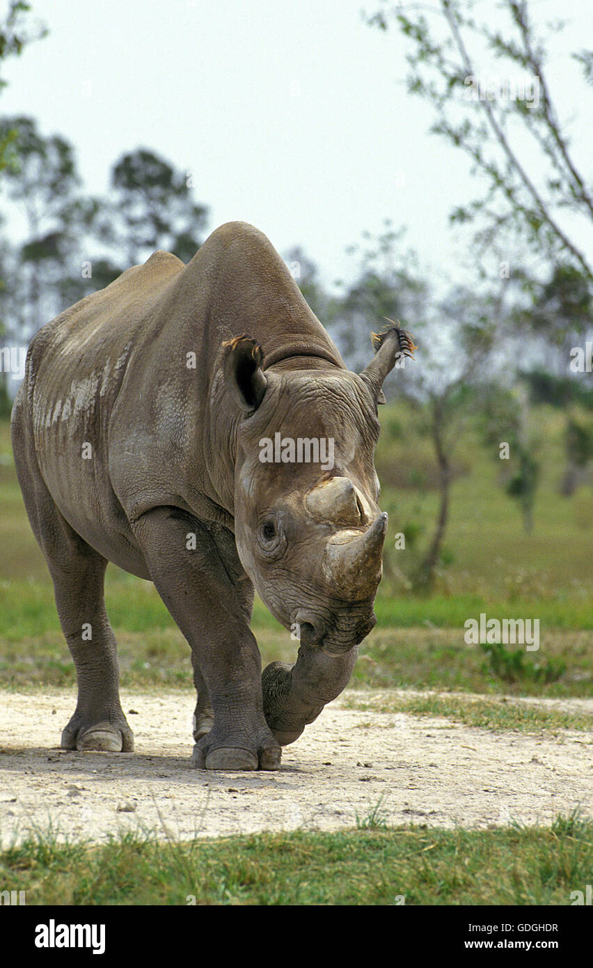 Black Rhinoceros, diceros bicornis Stock Photo