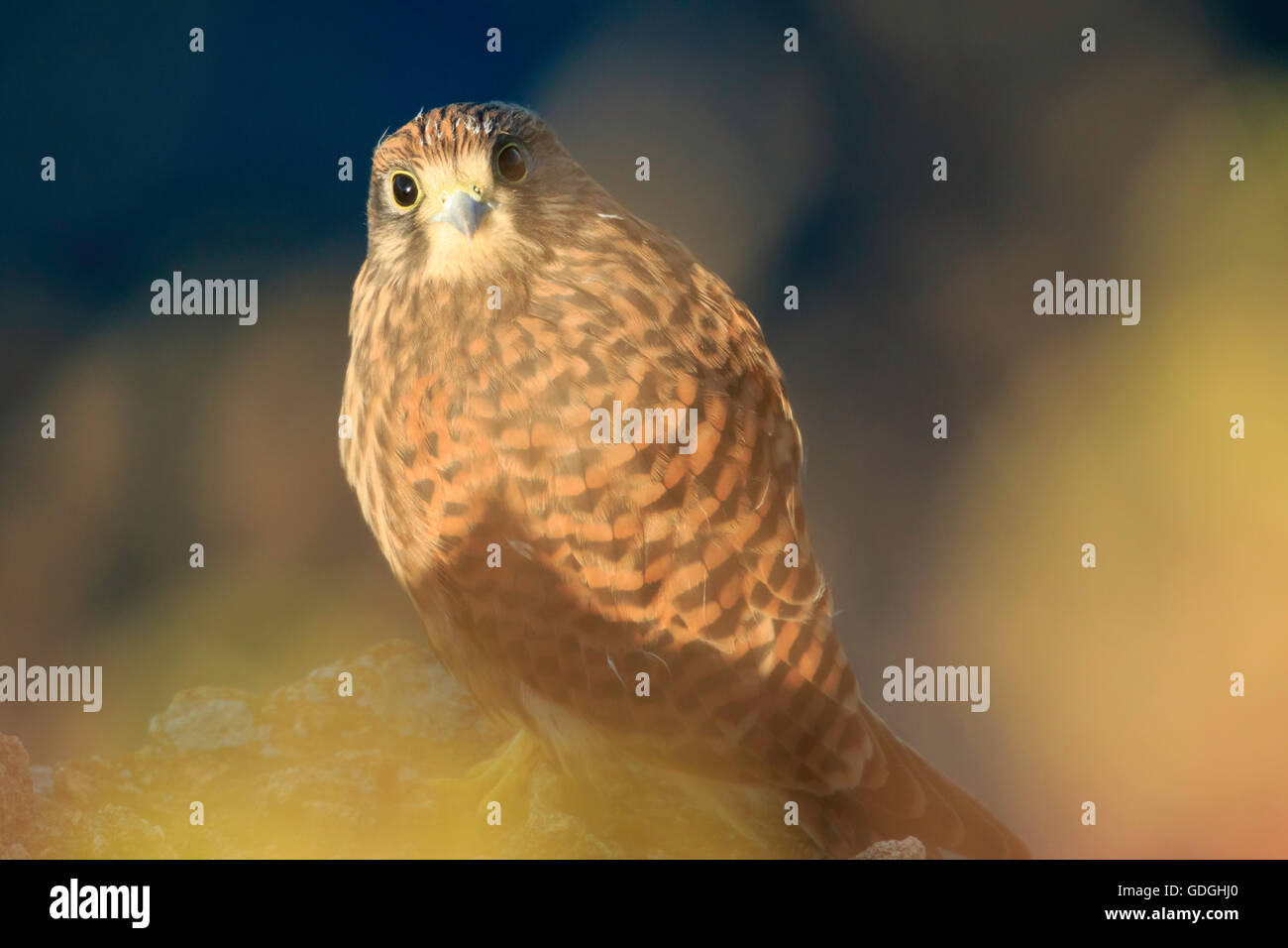 The common kestrel (Falco tinnunculus). Juvenile on the rocks of the escarpment, with plants on the foreground seen at eye level Stock Photo