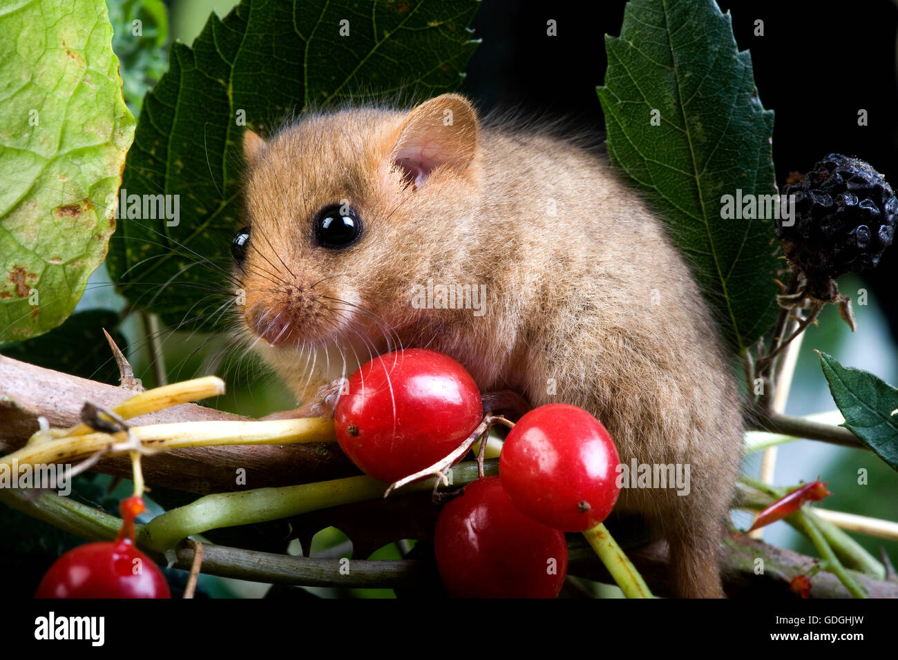 Common Dormouse, muscardinus avellanarius, Adult on Branch with Berries, Normandy Stock Photo