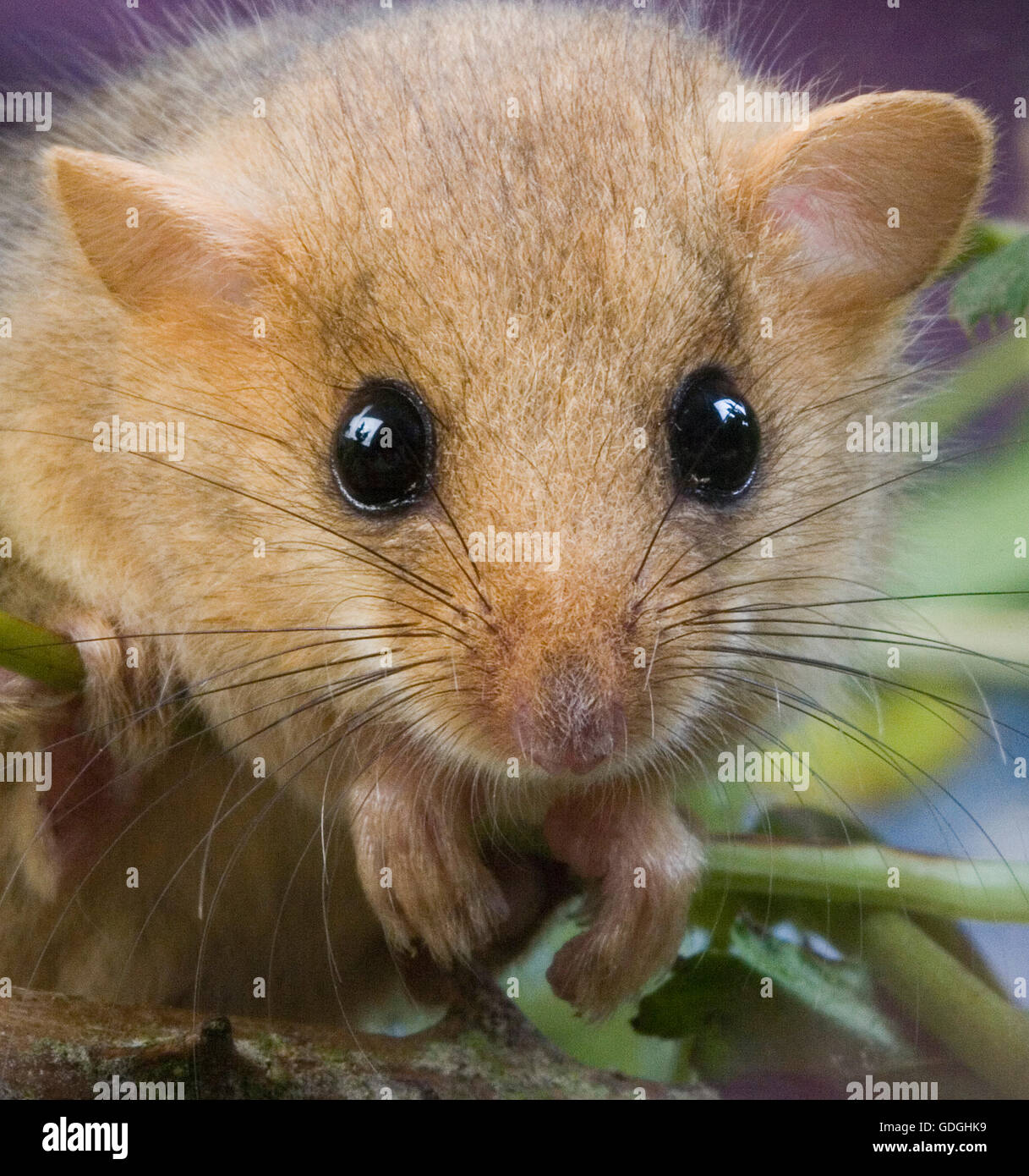 Download Common Dormouse, muscardinus avellanarius, Portrait of Adult Stock Photo: 111617837 - Alamy