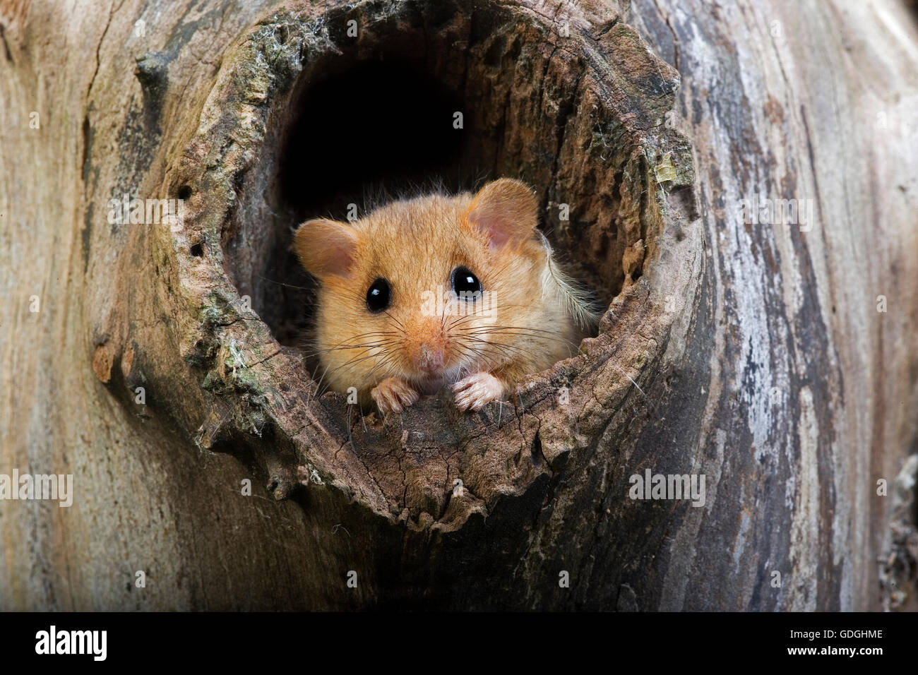 COMMON DORMOUSE muscardinus avellanarius, ADULT AT NEST ENTRANCE, NORMANDY IN FRANCE Stock Photo
