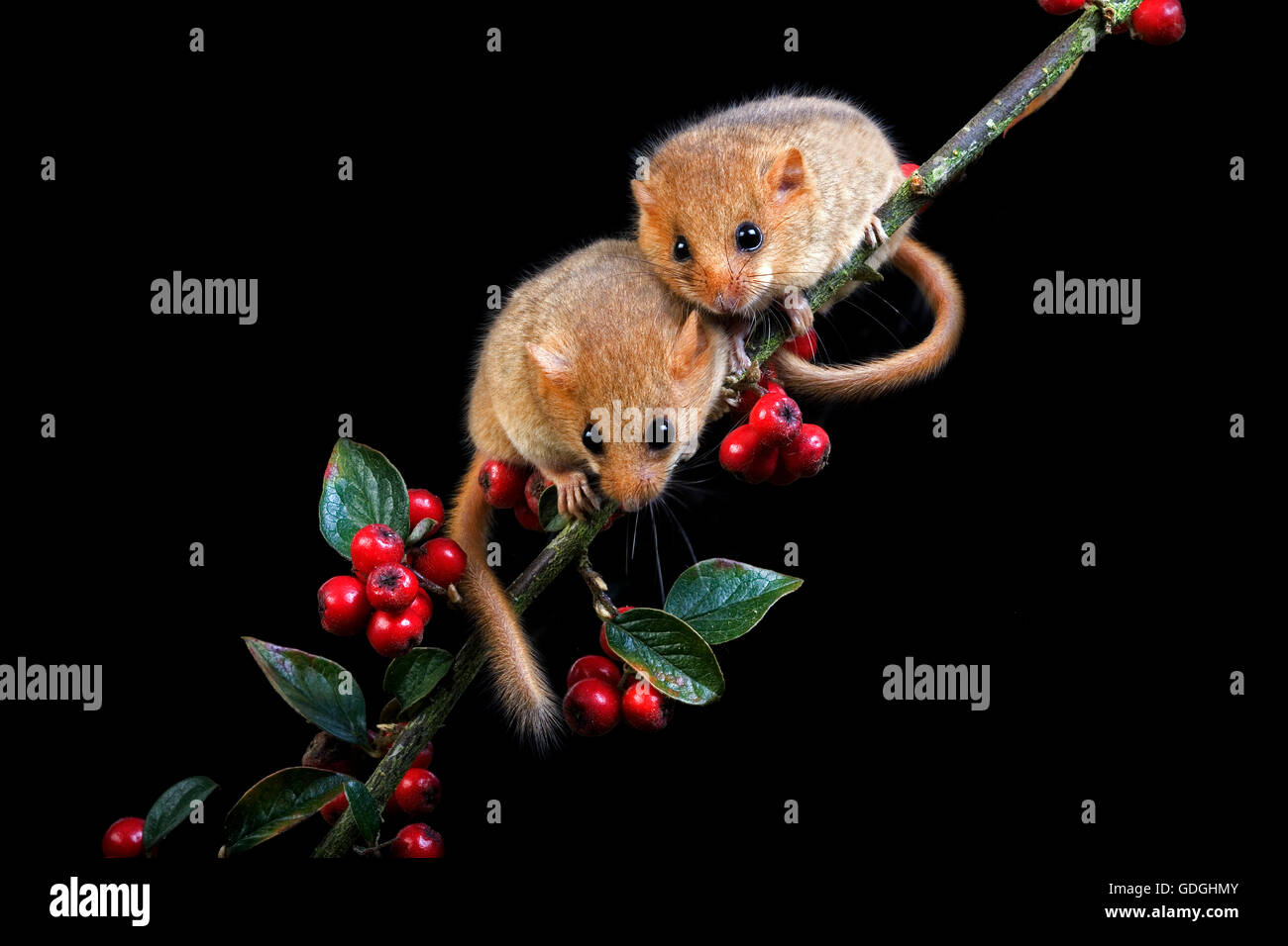 COMMON DORMOUSE muscardinus avellanarius, ADULTS ON BRANCH, NORMANDY IN FRANCE Stock Photo