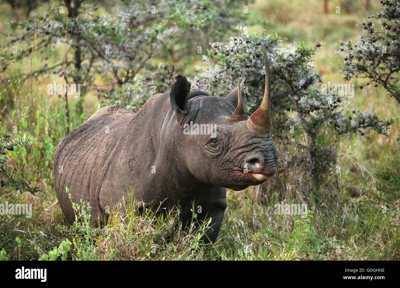 Black Rhinoceros, diceros bicornis, Nakuru Lake in Kenya Stock Photo