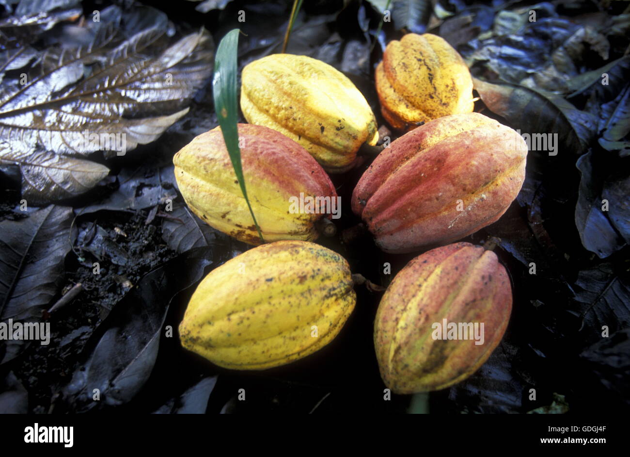 Kakaobohne hi-res stock photography and images - Alamy