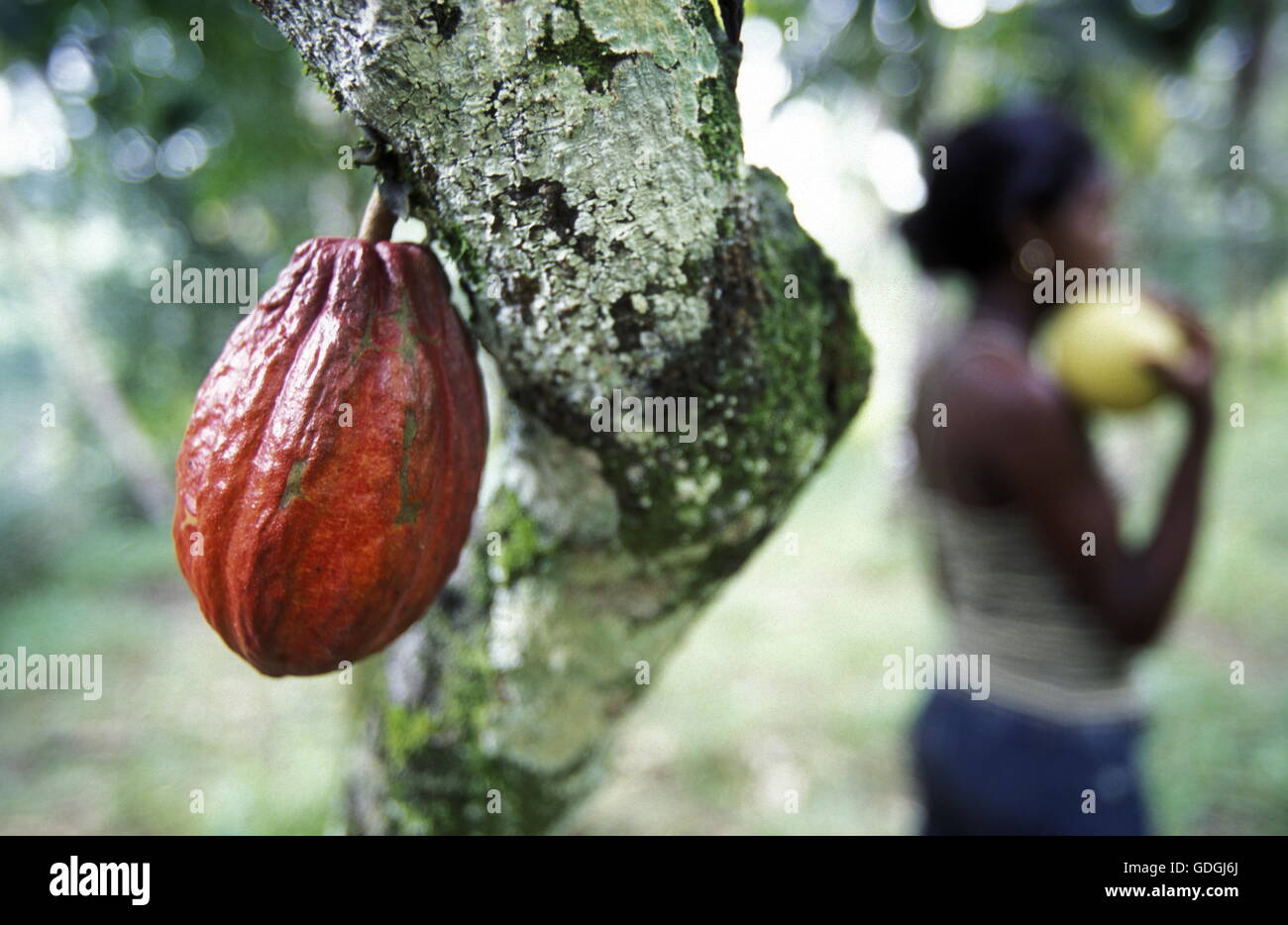 Kakaobohne hi-res stock photography and images - Alamy