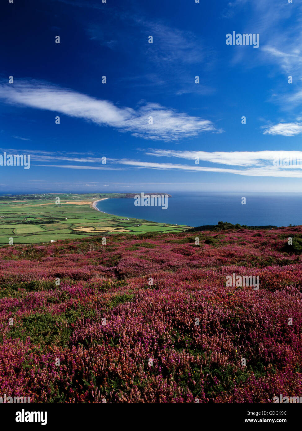 Bell heather in flower on the slopes of Mynydd Rhiw with farmland, dunes, the Lleyn Coastal Path and Hell's Mouth (Porth Neigwl) bay below. Stock Photo