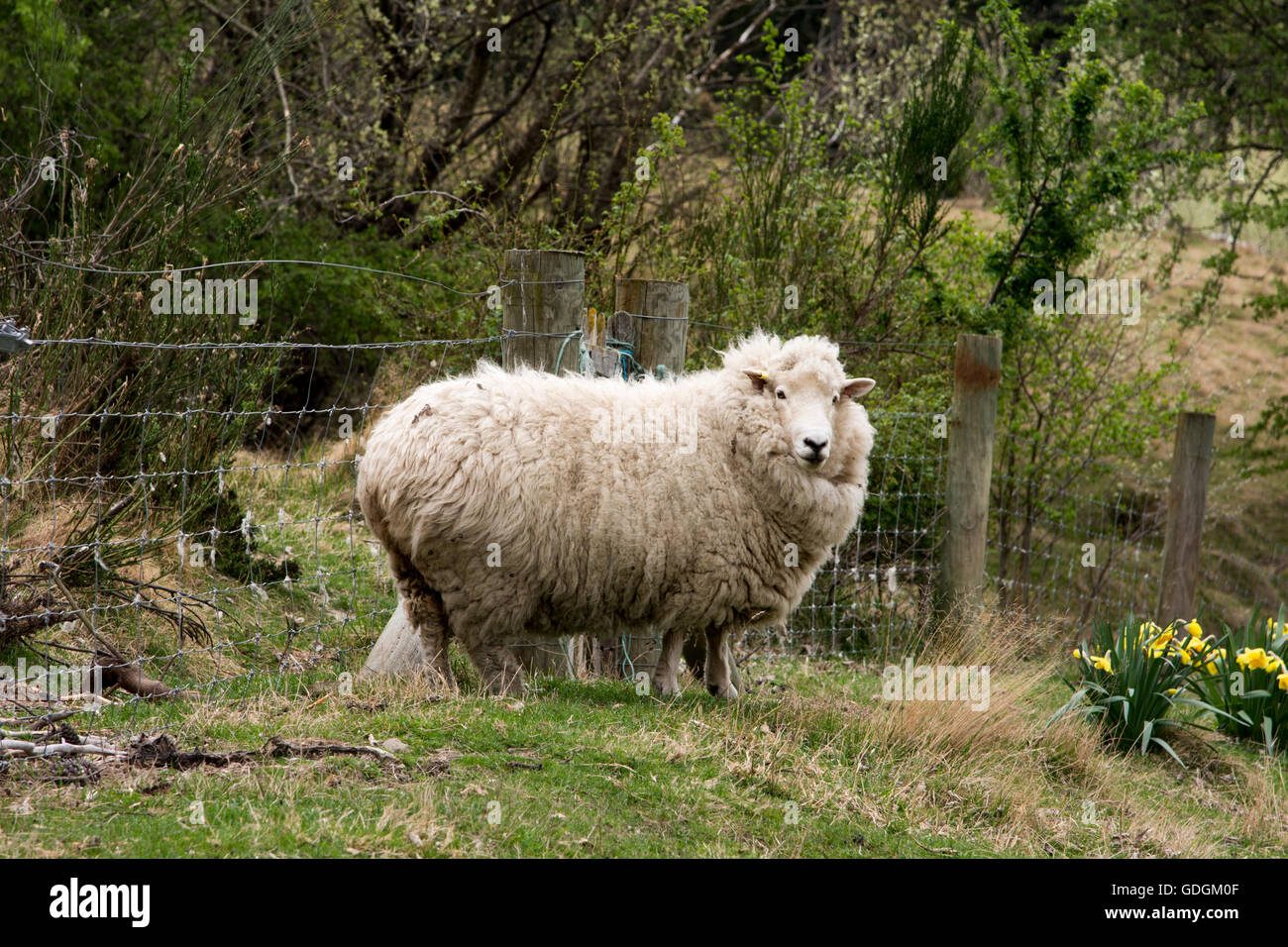 In the 21st century still a lot of sheep are farmed in rural New