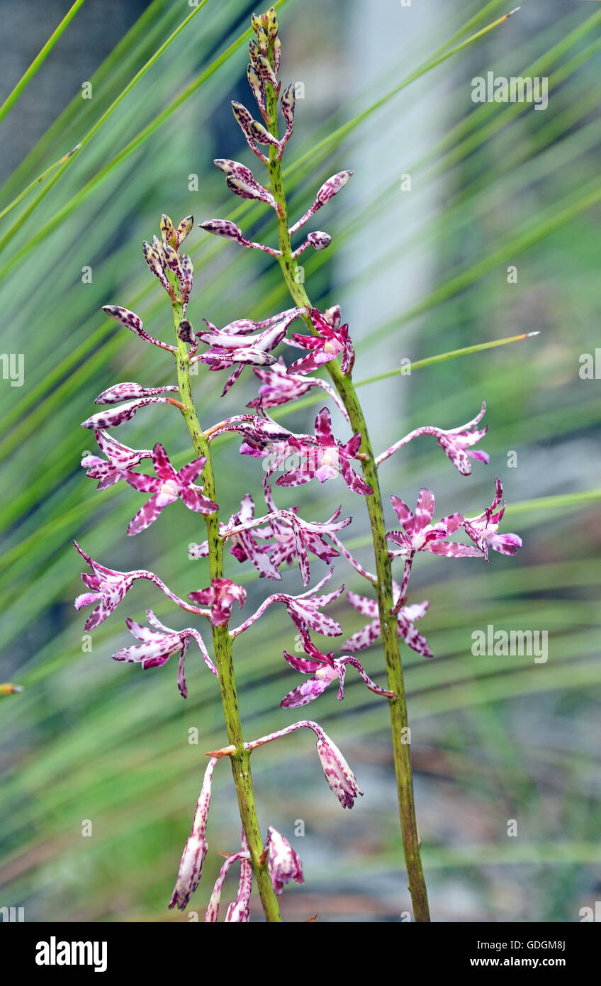 Australian native orchids hires stock photography and images Alamy