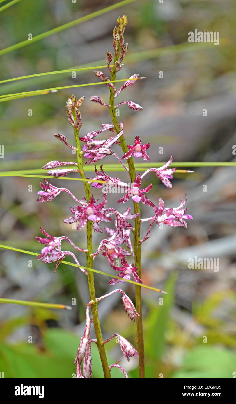 Flowers of the Blotched Hyacinth-Orchid (Dipodium variegatum) in the Royal National Park, Sydney, Australia Stock Photo