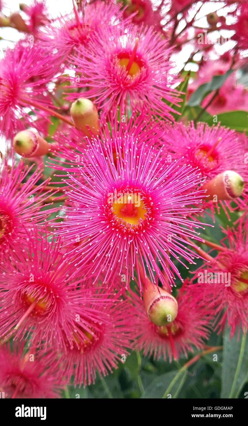 Raindrops on pink Eucalyptus (gumtree) blossoms and buds Stock Photo