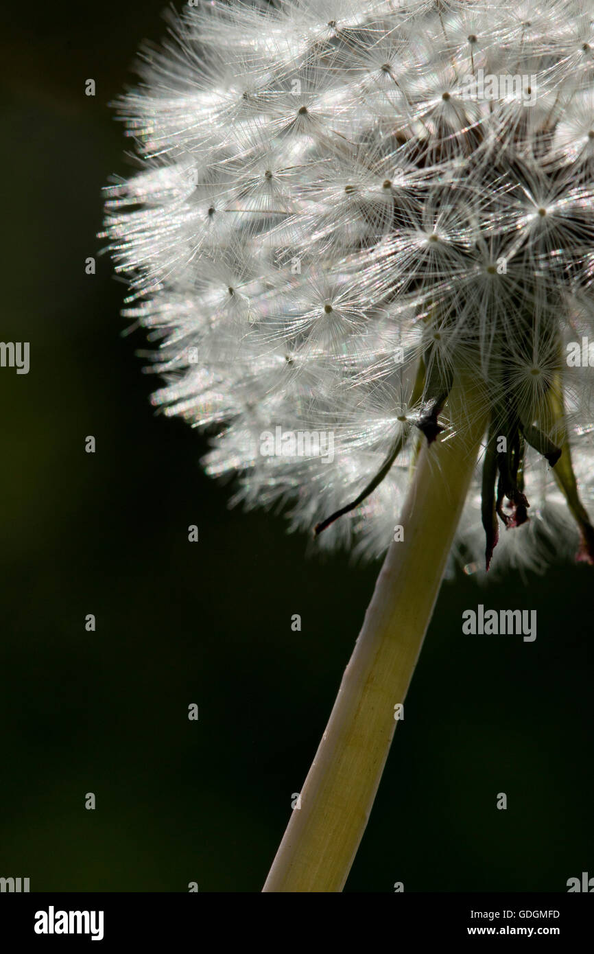 Dandelion up close hi-res stock photography and images - Alamy