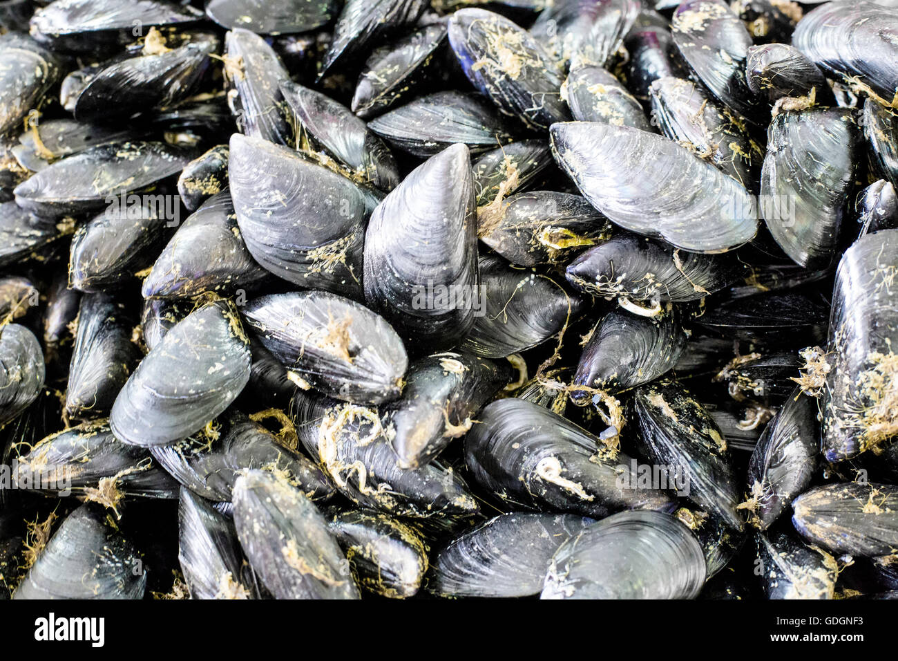 Group of fresh mussels on the fish market Stock Photo Alamy