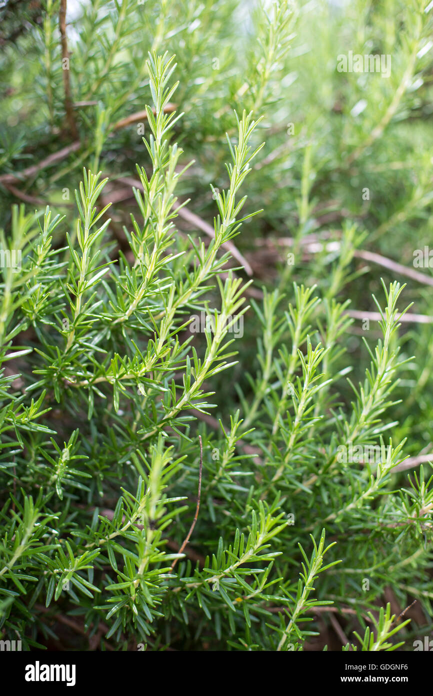 Image of herb fresh herb hi res stock photography and images Alamy