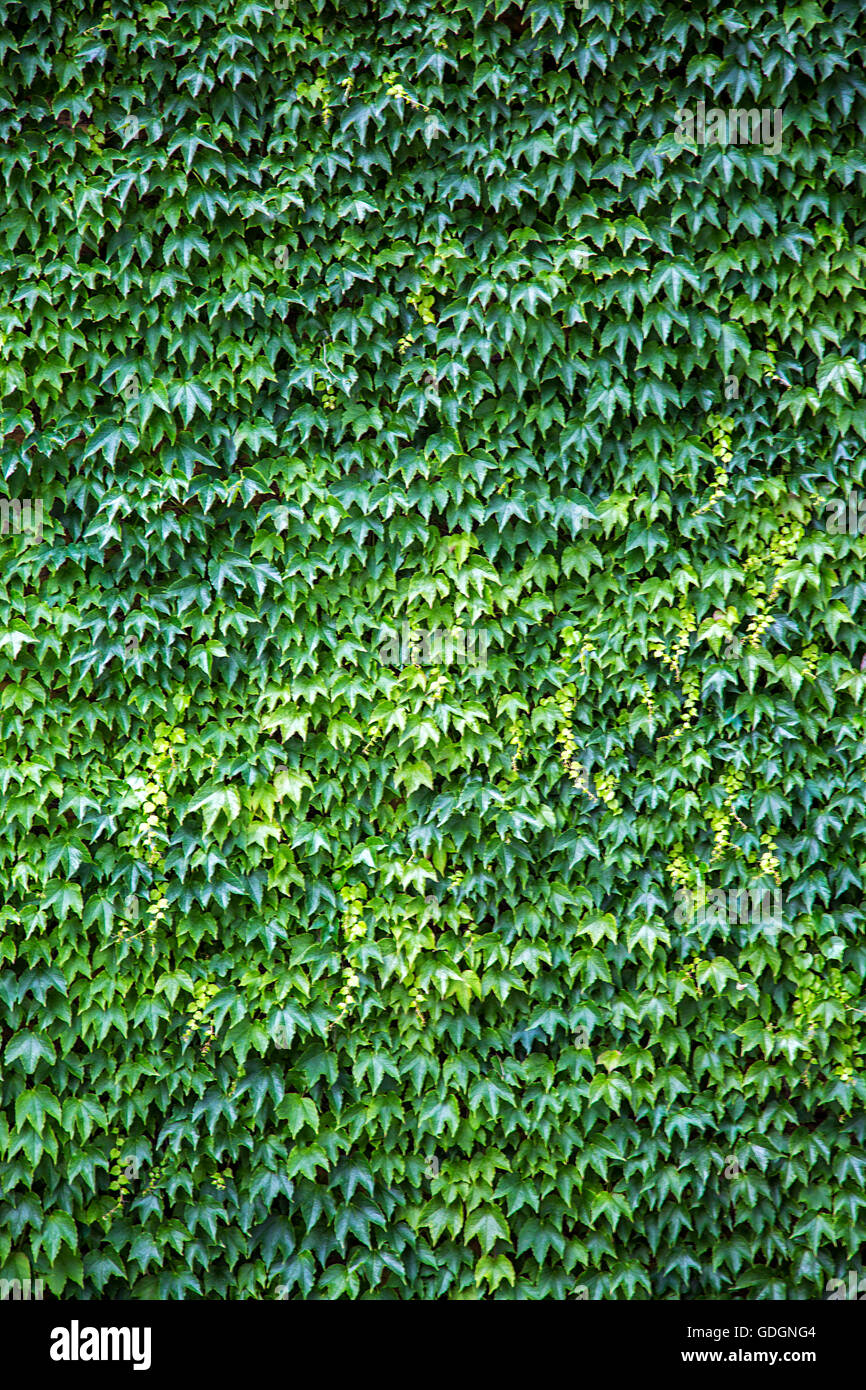 Closeup of the ivy leaves on the wall Stock Photo