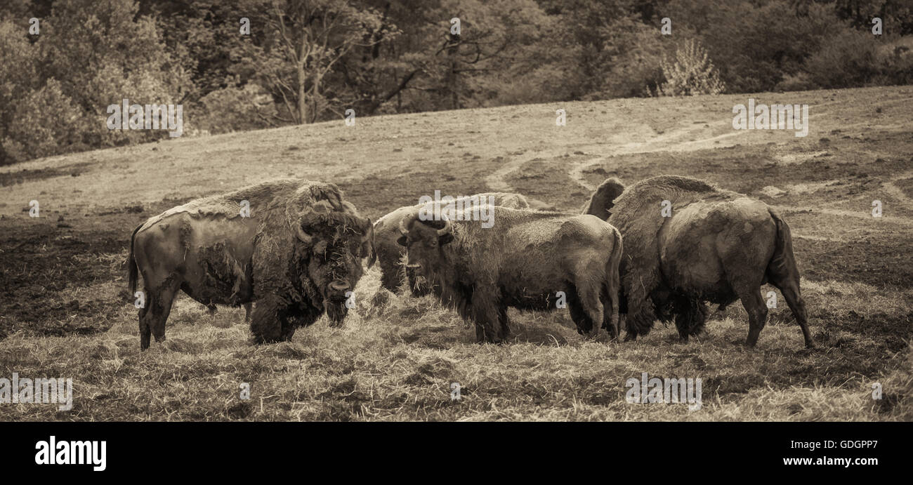 This is a panoramic image of Bison grazing on a farm in North Carolina