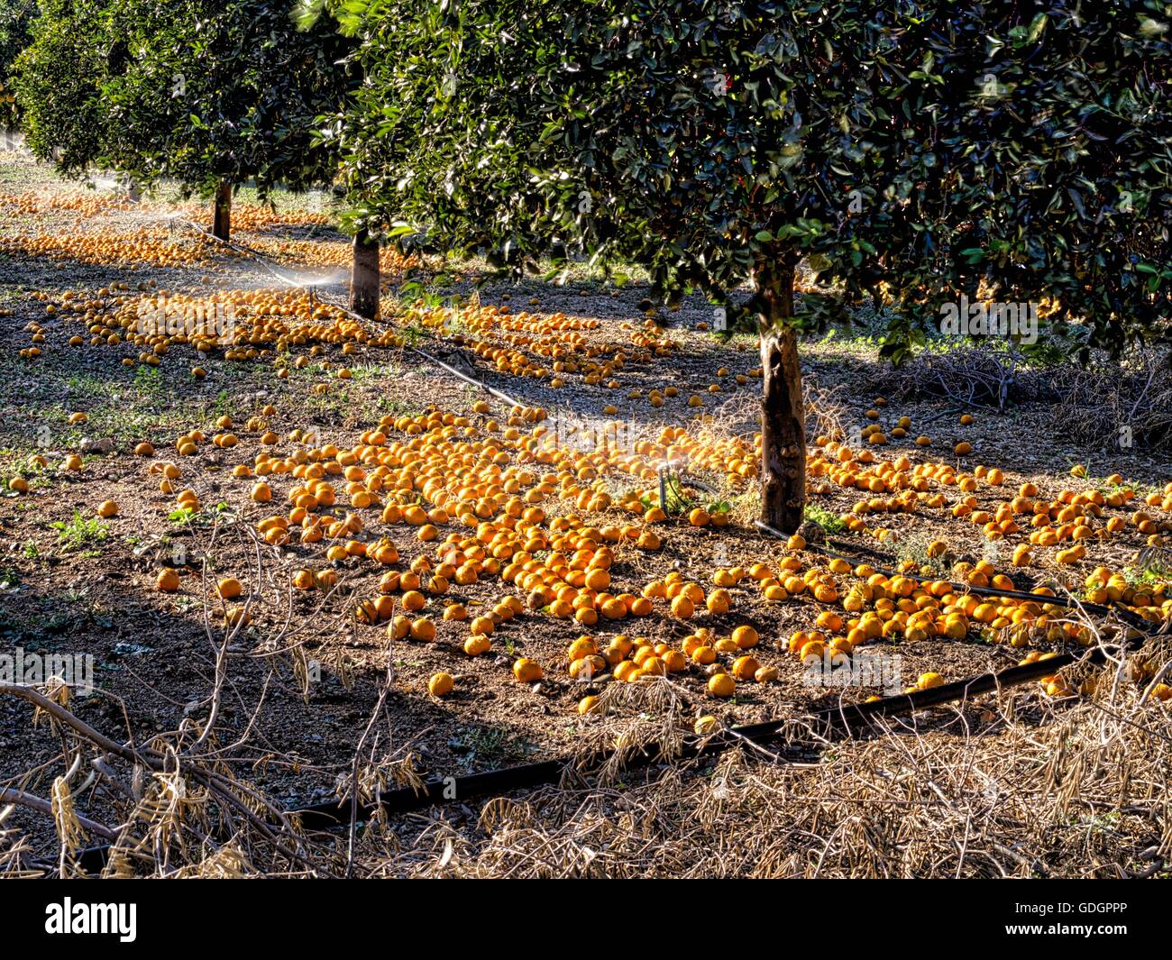 Orange groves hires stock photography and images Alamy