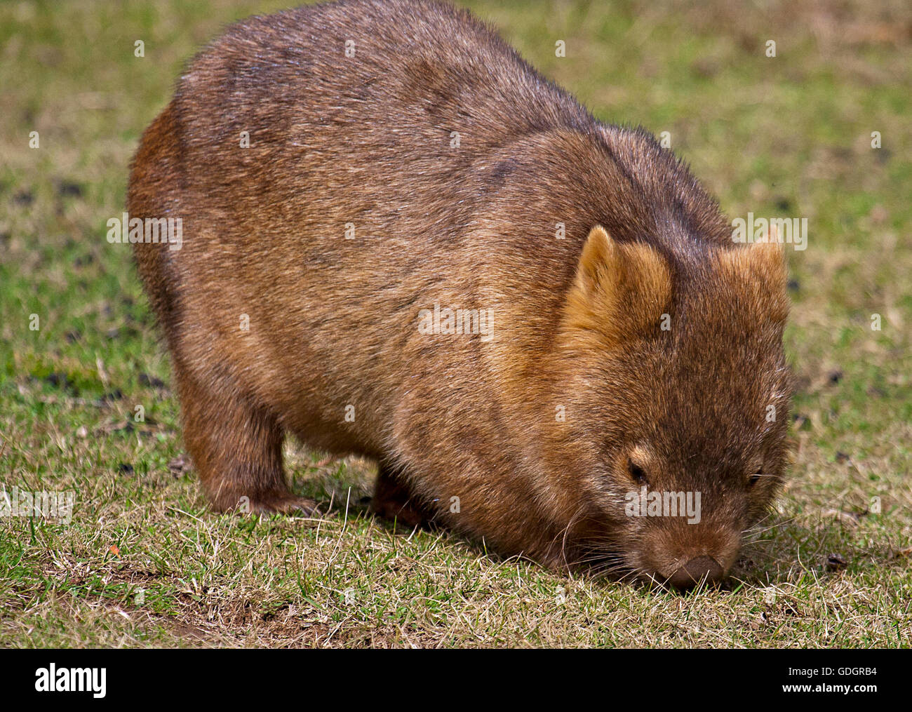 Wombat hi-res stock photography and images - Alamy