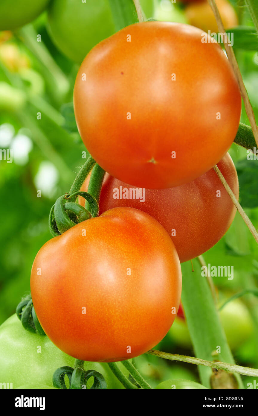 Ripe red tomatoes growing on the branch Stock Photo - Alamy