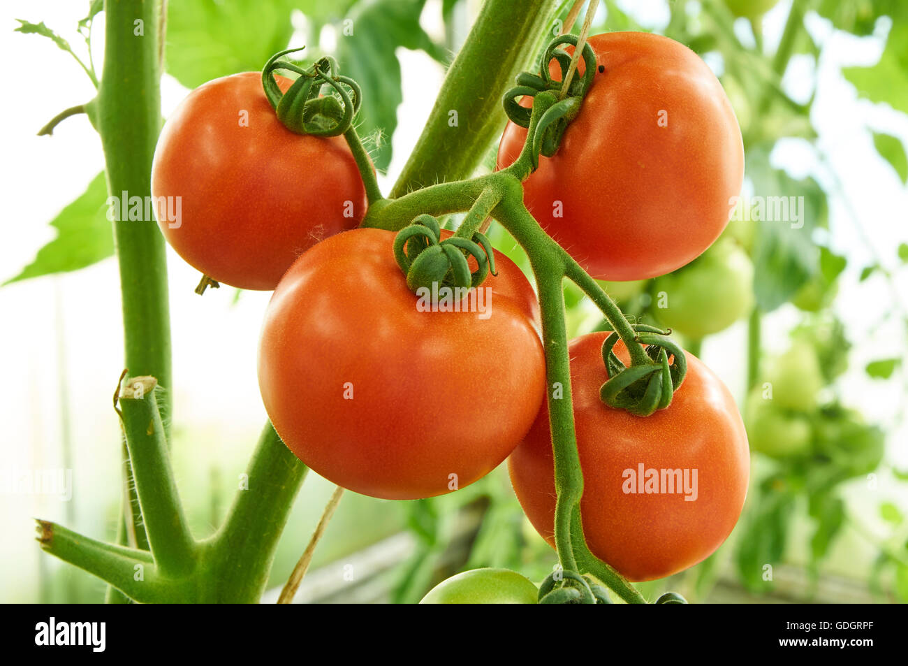 Ripe red tomatoes growing on the branch Stock Photo - Alamy