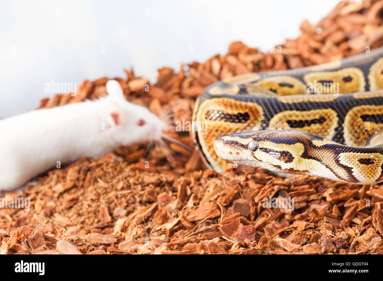 Royal or Ball python hunting for a white mouse Stock Photo - Alamy