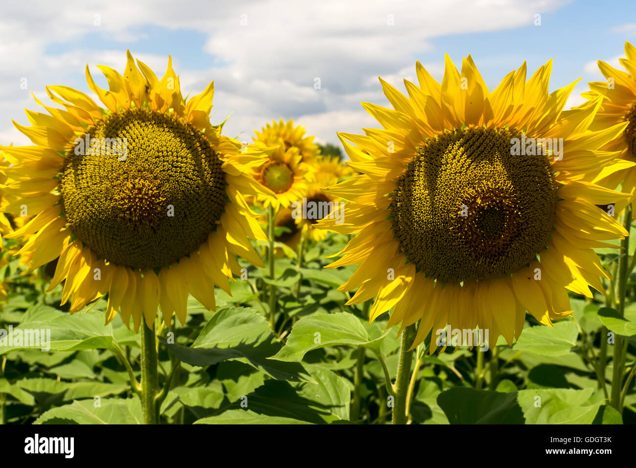 Field of blooming sunflowers against a cloudy sky Stock Photo - Alamy