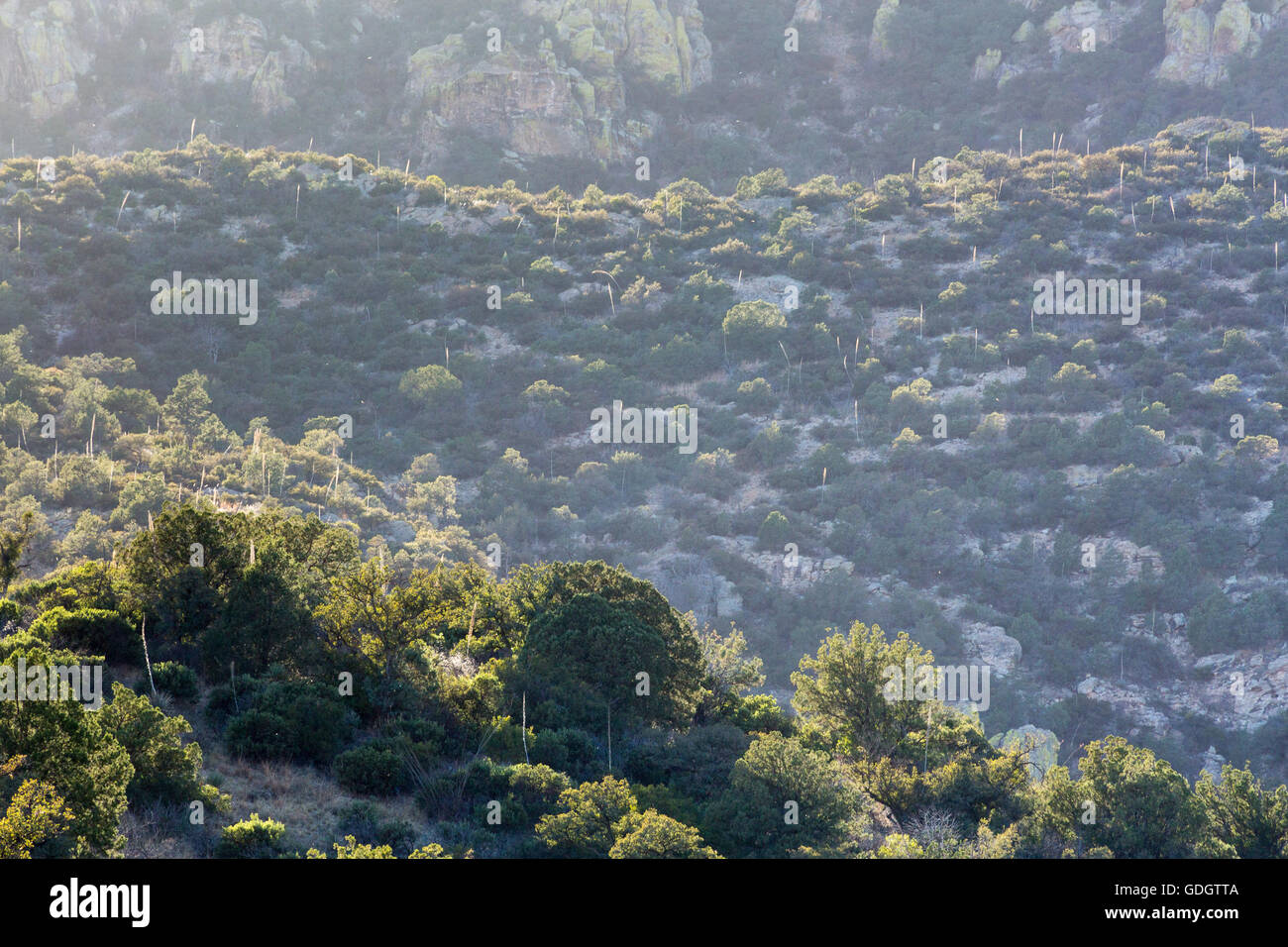 Oak, juniper and pinyon pine trees on ridges in the foothills of the Santa Rita Mountains. Coronado National Forest, Arizona Stock Photo